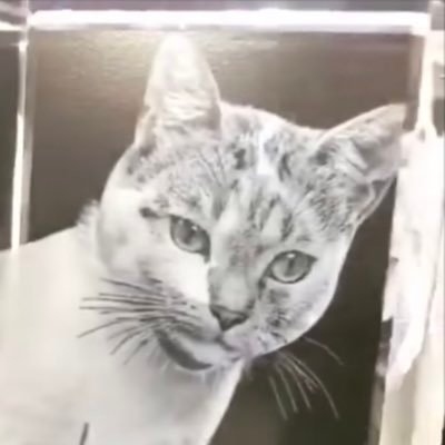 skizzneena's profile picture. Little cat who’s a lil kitten man