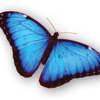 Creation Truth Foundation (@ctfnow) 's Twitter Profile