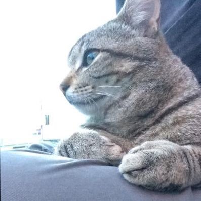 広い範囲の色々を身に着けようとして、いろんなところの浅瀬で楽しんでいるアカウント。写真は膝乗りしてきた野良猫さん。
