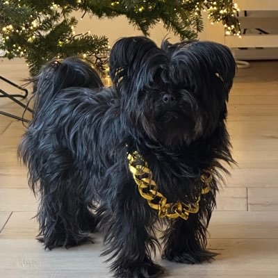 LouisDiLuzio's profile picture. 