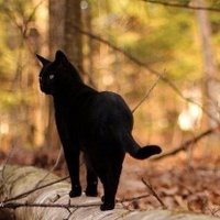 sora🐈💜🖤🧡 (@sora84328122) Twitter profile photo