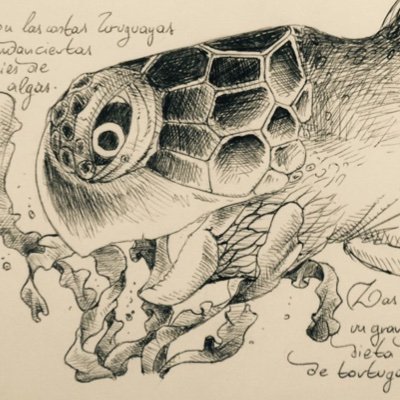 Bióloga, PhD
🐢 Marine turtle & 🌿 Seaweed biologist
Oceanografía y Ecología marina-IECA- Fcien-Udelar
CURE-Udelar