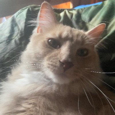 Disparrel's profile picture. 