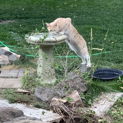 VanzeLum's profile picture. 