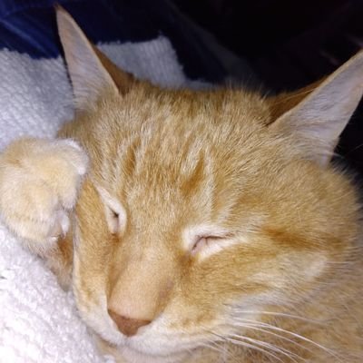 The 23 year old ginger Tabby cat.
CEO https://t.co/ukrGkFHJMt