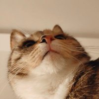 Togo (@chickenpunk_eth) 's Twitter Profile