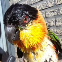 RT(f)M (@rtfmvd) 's Twitter Profile