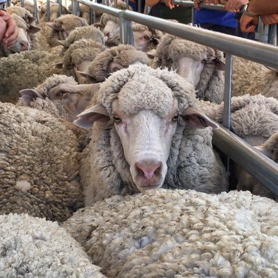 👩🏻‍🌾 🐑🐂 🐴 🌾 🚜🥩☕️⛷❄️🏔🥾 🏕🌅| Livestock & Equine Nutritionist | Farmer | Nuffield Scholar 2023 NSW