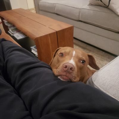 letsbekind2each's profile picture. Dixie Rose is our pups name.I am a huge dog lover, especially ours. I'm here for hopefully news, fun, and open exchange of ideas! Even ones I don't agree with🙂