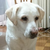 斗ヶ沢秀俊（4月からの職を探しています） (@hidetoga) Twitter profile photo