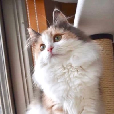 #ノルウェージャンフォレストキャット🇯🇵#NorwegianForestCat 🇳🇴 2016/3/15生まれの女の子 #ひめさん です ↓Instagramは母担当 無断での画像、動画使用は御遠慮ください🙏