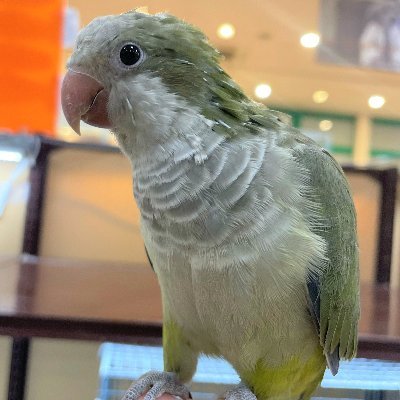 大阪府高槻市のペットショップ、アミーゴ高槻店です！ 
可愛い動物さんの写真も載せていきますのでお気軽にフォローお願いします🌷
コメントの返信はできませんのでご了承くださいm(_ _)m 
お問い合わせはアミーゴ高槻店まで！☎️072-662-3670