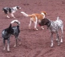 pinkdogsunite's profile picture. PINK due to the stone in our park- the Pier 6 Dog Run in #Brooklyn Bridge Park. We think #dogs of all colors rock! Woof! #NYC
