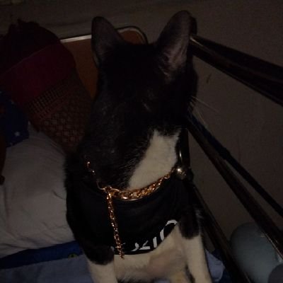 Tom25836221's profile picture. eov special