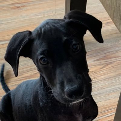 araluvsu's profile picture. buff woman aspirant