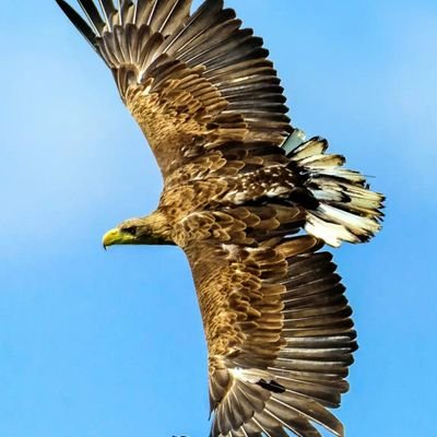 ParavaiPalaiya's profile picture. மனிதம்