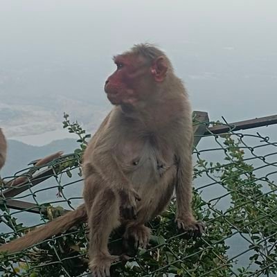 ManiMan00860790's profile picture. 