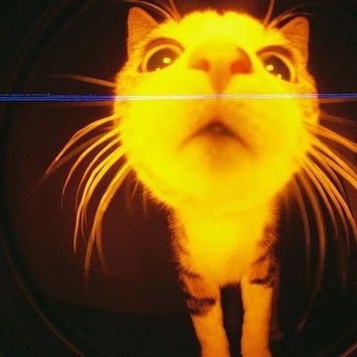 echinoderms7's profile picture. 