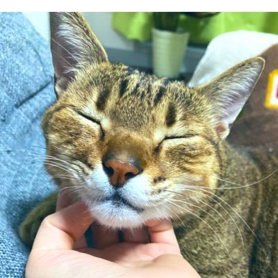 えどむらさんのプロフィール画像