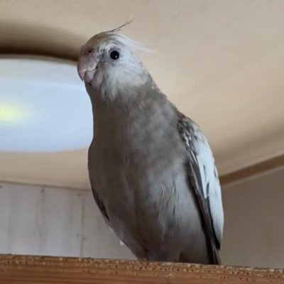 2022年12月13日オカメインコ（ホワイトフェイス）ブランが迷子になりました。