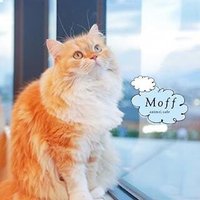 Cat Café MOFF グランベリーパーク店(@Moff_grandberry) 's Twitter Profile Photo