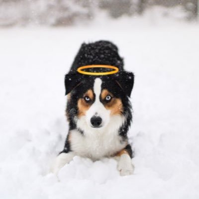 Monkey Mauiさんのプロフィール画像