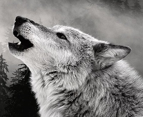 KaledKelevra's profile picture. 'Pro captu lectoris habent sua fata libelli.' Fundador y CEO de @HowlyMowly
https://t.co/Ckn9jBgUHL
https://t.co/6LC7gYQUT7