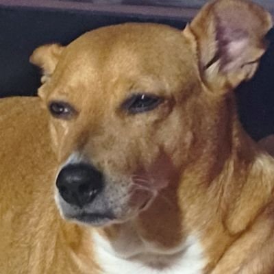 ariamiralatele's profile picture. 