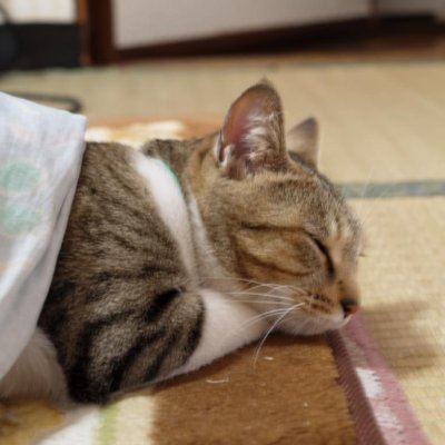 kotatsu_konata's profile picture. 響け!ユーフォニアム、ヴァイオレット・エヴァーガーデン、たまこまーけっと、氷菓、CLANNAD、らき☆すた、けいおん、メイドラ、京アニ、SHIROBAKO、よりもい、ゆるキャン、プリンセス・プリンシパル、夏目友人帳、のんのんびより、きんモザ、ごちうさ、NEW GAME!、FSS、DQX、モンハン、どうぶつの森