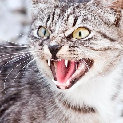 DesRoden's profile picture. 