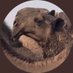  الـعـونـي 🎖🐪 (@3on24) Twitter profile photo الـعـونـي 🎖🐪 (@3on24) Twitter profile photo