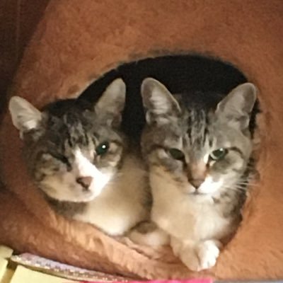 yaminecotarot's profile picture. 生きづらさから解放され、あなたの心を軽やかに/タロット占い🔮/豊かさタッピング/うお座/🐱2匹