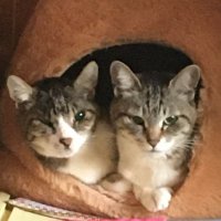 yamineco (@yaminecotarot) 's Twitter Profile