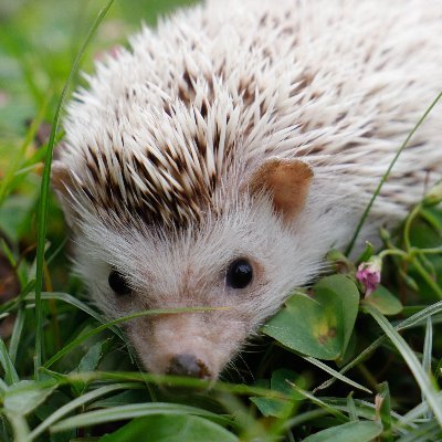 🦔 Welcome to #hedgehog loverz.
😍 This page is all about hedgehogs.
❤️ Follow for Daily contents.