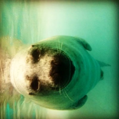 chinnikunnn's profile picture. 何ちゃってビルダー