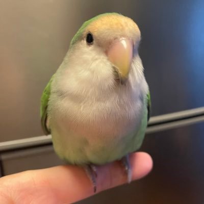 コザクラインコの