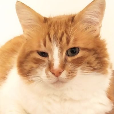 samur_terso's profile picture. Ben Samur, Laperm cinsiyim ve 11 kiloyum. Burada atılan her tweet şahsıma aittir