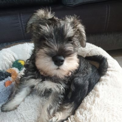 Miniature Schnauzer from Lisburn, Northern Ireland.  I'm 3 months old.  Love my walkies and sleeping.