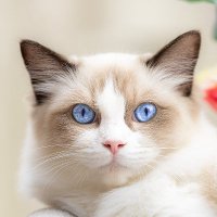 Ragdoll Cats(@CatsRagdolls) 's Twitter Profile Photo