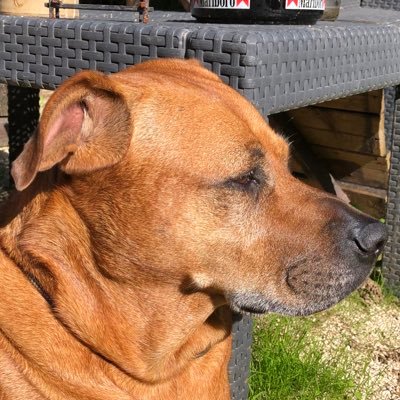 Spacexdogeinu's profile picture. 