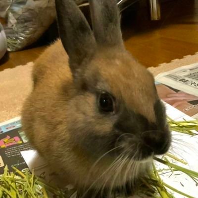 okoge_seikatsu's profile picture. 2022/09生まれ🐰ミニウサギ♀🐰
🌸2022/11/27お迎え🌸
中の人はおこげの下僕です/犬が画像上に出没の可能性有🐩