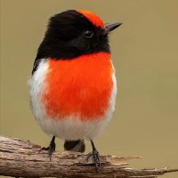 عتيق خلفان الكعبي (@ateq_alkabi) Twitter profile photo