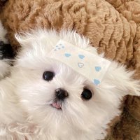 ohmypuppyᵕ̈♡ (@_ohmypuppy) 's Twitter Profile