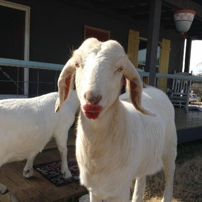 GWOhYeah's profile picture. I'm just here for the Liberty Memes