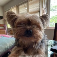 Zorro patriota (@lecopatriota) 's Twitter Profile
