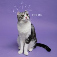 KOTETSU(@kotetsu_0626_ym) 's Twitter Profile Photo