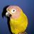 sdatish's profile image
