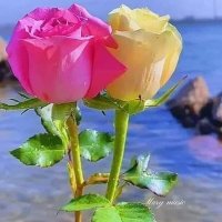 نورس 🌹🌹 (@ybdllh60876657) Twitter profile photo