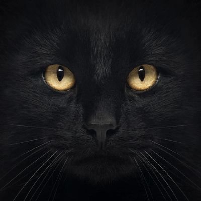 dobrij_kit's profile picture.