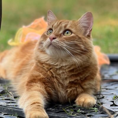 ilovetoread's profile picture. On Twitter to support my daughters! @TDC_handmade and @CaughtDrawing